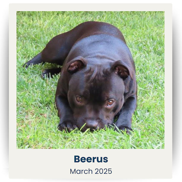 March 2025 Cute Pet Winner