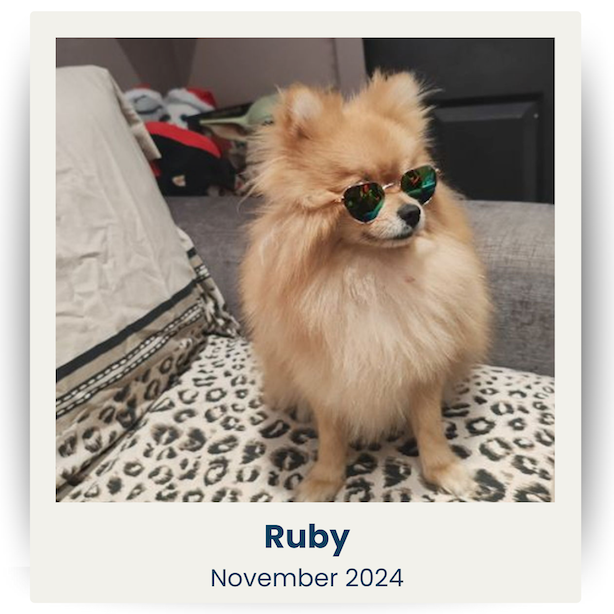 November 2024 Cute Pet Winner