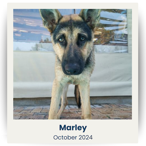 October 2024 Cute Pet Winner