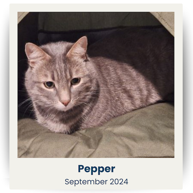 September 2024 Cute Pet Winner