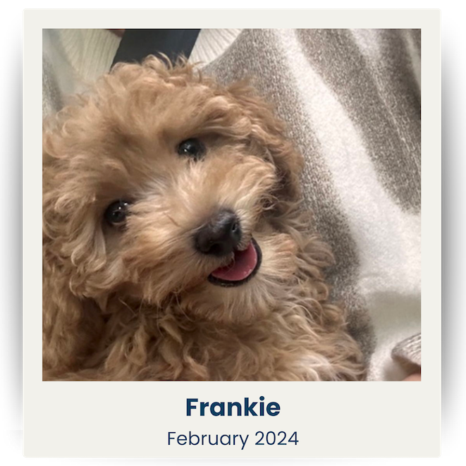 Cute Pet UK Winners