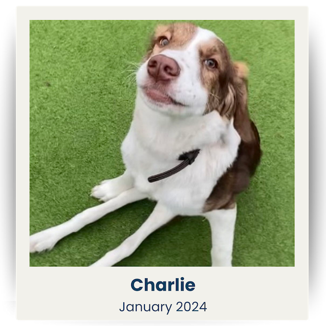 Cute Pet UK Winners