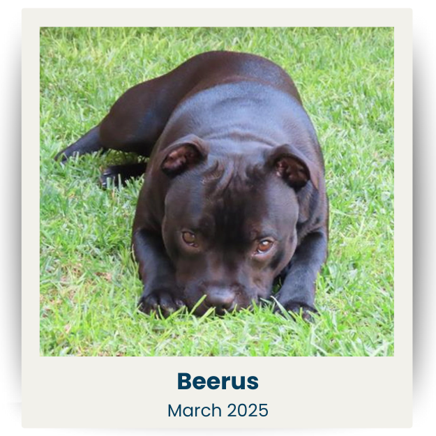 CPSA - March 2025 - 1 - Beerus