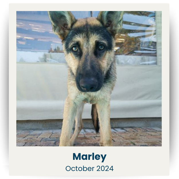 CPSA - Oct 2024 - 1 - Marley