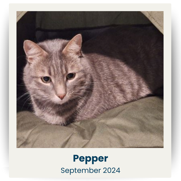 CPSA - Sep 2024 - 1 - Pepper