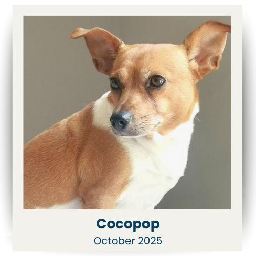 CPSA - Oct 2025 - 1 - Cocopop