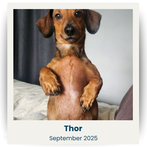 CPSA - Sept 2025 - 1 - Thor